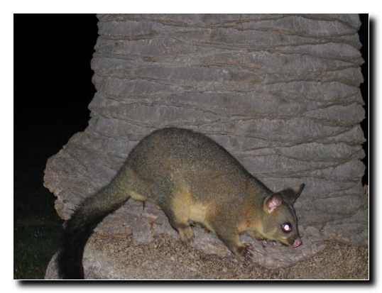 013 Unser Haustier Possum